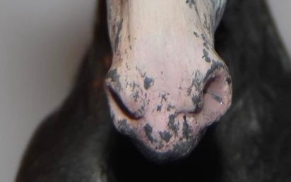 Nose tip markings